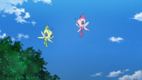 Celebi variocolor