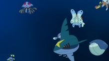 Sharpedo