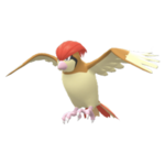 Imagen de Pidgeotto en Pokémon Diamante Brillante y Pokémon Perla Reluciente