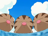Swinub
