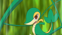 Snivy usando látigo cepa.