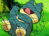 Munchlax