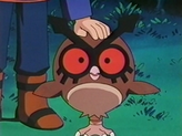 Hoothoot