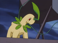 Bayleef usando Látigo cepa.