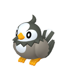 Starly macho