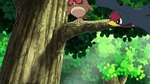 Hoothoot