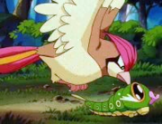 EP003 Pidgeotto atacando a Caterpie.png