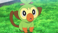 Grookey de Goh