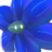 Glimmora