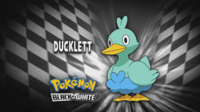 Ducklett en el segmento "¿Quién es ese Pokémon?/¿Cuál es este Pokémon?"