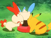 P07 Minun, Plusle y Pikachu comiendo.png