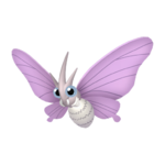 Venomoth macho