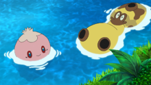 Hippopotas en el agua.