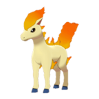 Ponyta