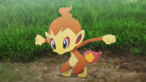 Chimchar