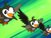 EP472 Starly usando doble equipo.png