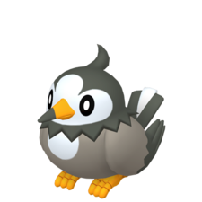 Starly hembra