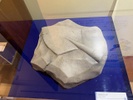 Representación del fósil pluma