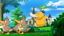 Psyduck