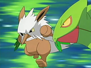 EP441 Shiftry y Sceptile.png