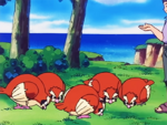 Isla de los Pidgey Rechonchos/Gorditos