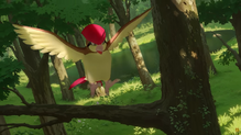 Pidgeotto