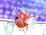 Magikarp