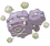 Weezing.png