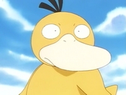 EP036 Psyduck (2).png