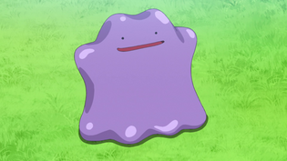 Imagen de Ditto