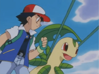 Bayleef usando látigo cepa.