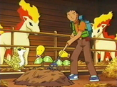 Ponyta