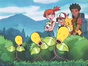 EP139 Bellsprout.png