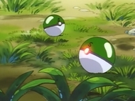 Tauros siendo capturados.