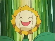 EP137 Sunflora (7).png