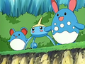 EP429 Azumarill, Surskit y Marill.png