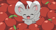 Minccino