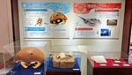 Una exhibición de Kabuto