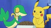 Snivy comiendo con Pikachu.