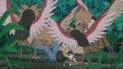 EP609 Manada de Spearow (3).png