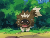 Zigzagoon