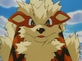 Arcanine