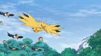 Pidgey