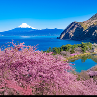 Fondo de Shizuoka