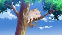 Mankey de la isla.