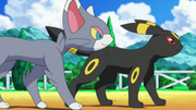 EP607 Glameow y Umbreon.png