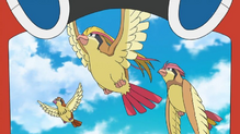 Pidgeotto