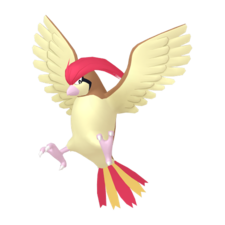 Pidgeotto macho