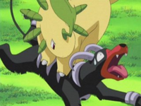 Bayleef de Ash usando golpe de cuerpo/golpe cuerpo.