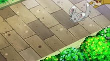 Minccino